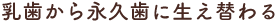 乳歯から永久歯に生え替わる